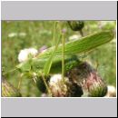 Tettigonia viridissima - Gruenes Heupferd 03.jpg